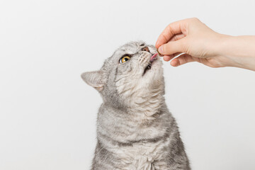 Woman giving treat to cat. Hand giving dry food granule to cat, feeding cat