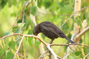 Blackbird, Turdus merula, on the branch of birch tree