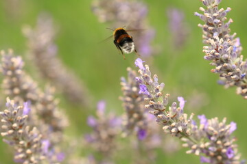 Bumblebee on lavender flower, natural pollination