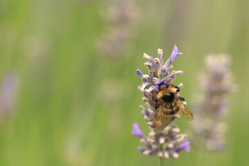 Bumblebee on lavender flower, natural pollination