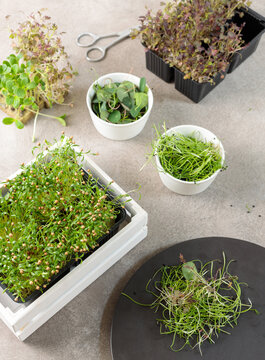 Close-up of micro-greenery of coriander in a white wooden box, nasturtiums, shnit- onions. Vertical frame on a gray background.