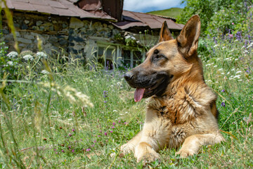German Shepherd. Portrait of a German Shepherd. Pretty dog