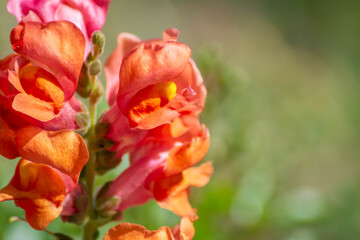 Flowers in the wild. beautiful flowers in the mountains