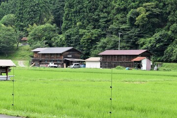Fototapeta na wymiar 日本の田舎、原風景、夏、美山、かやぶき、美山かやぶきの里、水田、稲作、小屋