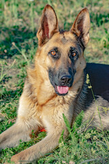German Shepherd. Portrait of a German Shepherd. Pretty dog