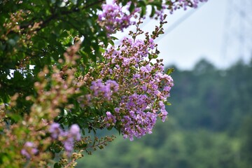 日本の田舎、原風景、夏、美山、かやぶき、美山かやぶきの里、