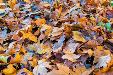 Background group autumn orange leaves.