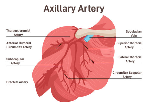 Axillary artery. The main veins and arteries of the shoulder, blood vessels