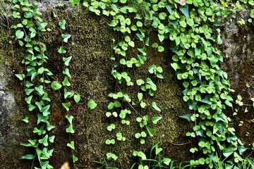 日本の田舎、原風景、夏、美山、かやぶき、美山かやぶきの里、壁、草
