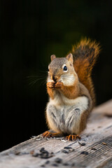 Portrait of a red squirrel on a dark background