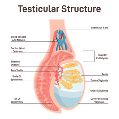Male reproductive system. Testicular anatomy. Cross section © inspiring.team