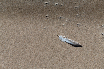 feather of a bird on the light sand of the beach in Kiyu, San Jose, Uruguay