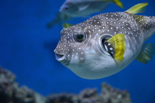 Puffer-Fish Images – Browse 70 Stock Photos, Vectors, and Video | Adobe  Stock