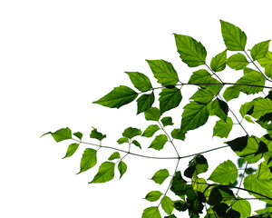 Green leaf isolated on white background