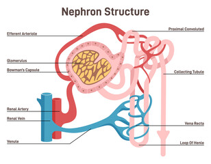 Nephron structure. Urine formation organ, functional unit of the kidney. - obrazy, fototapety, plakaty