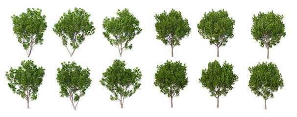 Different seasons of trees on a white background.