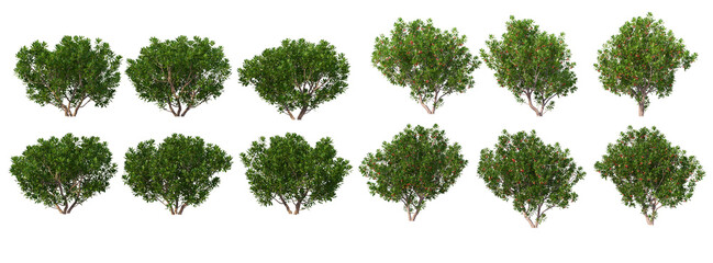 Different seasons of trees on a white background.