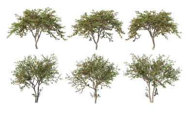 Different seasons of trees on a white background.