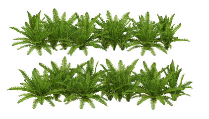 Shrubs and flowering plants on a white background