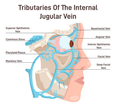 Head circulatory system. Anatomical diagram of tributaries of the internal