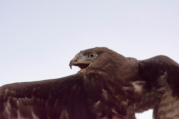 Flying eagle. The eagle flies in the sky. Bird of prey eagle in the wild