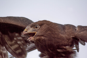 Flying eagle. The eagle flies in the sky. Bird of prey eagle in the wild