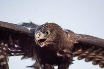 Flying eagle. The eagle flies in the sky. Bird of prey eagle in the wild