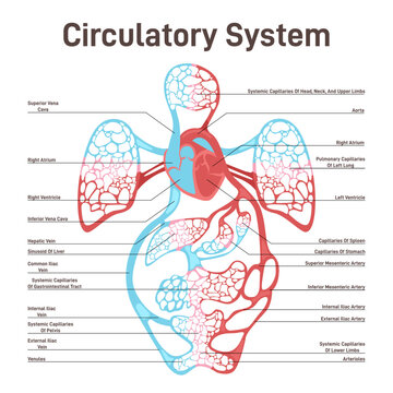 Blood circulatory system of human body. Large and small circle of blood