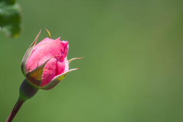 Red Rose. Lonely rose in the garden. Beautiful flower