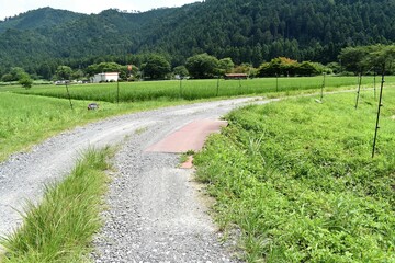 日本の田舎、原風景、夏、美山、かやぶき、美山かやぶきの里、田んぼ、稲、水田、