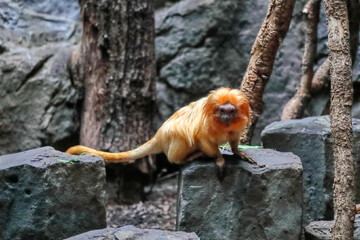 Cute monkey on the tree. Golden-headed lion tamarin. Animal wild life. Nature and animals. When the...