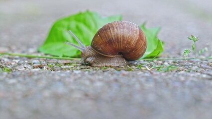 Slimy Edible Snail Helix Pomatia Snail Unfolding Tentacles From Gastropod Shell Walking Slowly on Concrete Paving Towards Green Leaf	
