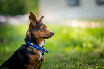 rat terrier portrait in nature