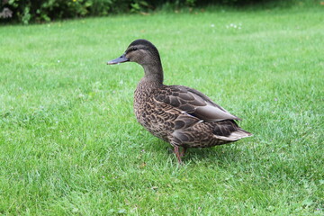 Obraz premium a mallard duck walks across a green meadow