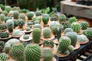 Many small cactus in box, planted indoor near window. Cactus in pot arranged in house. Home plant with sunshine to grow.