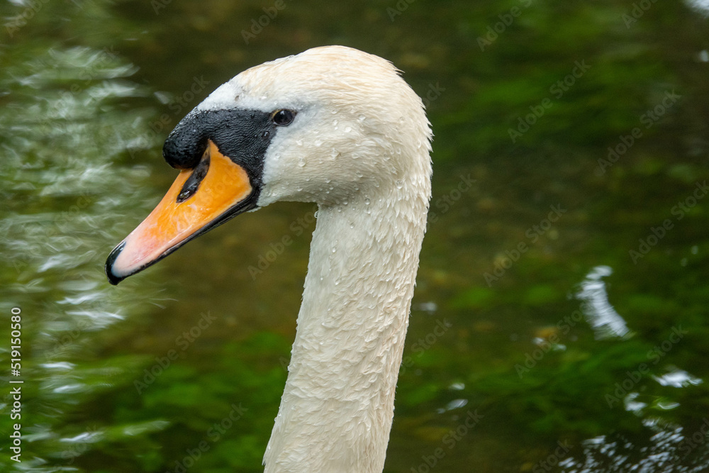 Poster close up profile portrait of a swan with water in the background