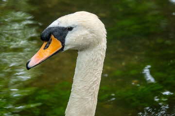 Fototapeta premium close up profile portrait of a swan with water in the background