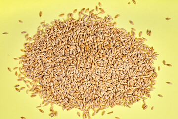 Unpeeled barley grains on a yellow background