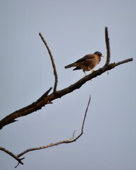 tailed hawk perched on branch
