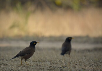myna bird