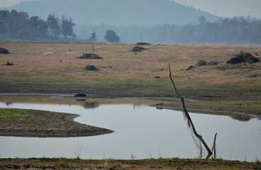 landscape of the river in forest