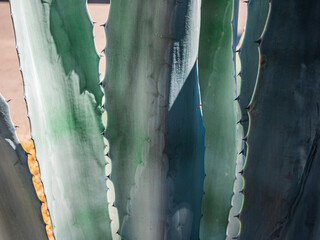 close up texture of agave leaves 