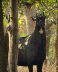 Fototapeta na wymiar Sambar deer