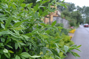 Obraz premium Shrub branches with green leaves in raindrops on a blurred background of houses, streets and trees.