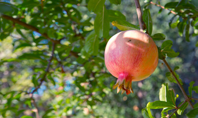 Pomegranate growing in garden. Fruits in summer.