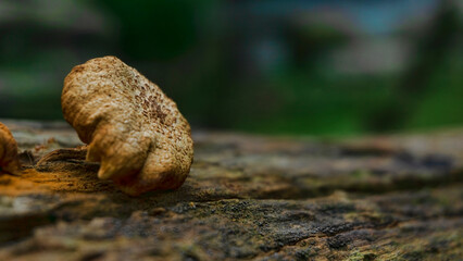 Natural Reishi or lingzhi mushroom growing on old bark.