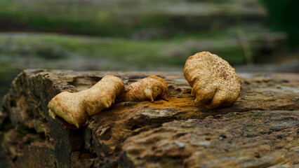 Natural Reishi or lingzhi mushroom growing on old bark.