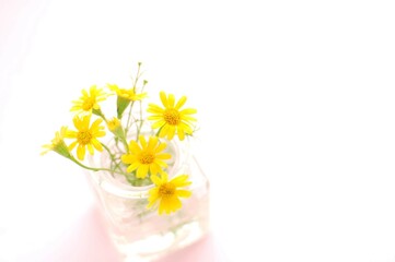黄色い小さい花
