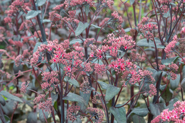 Blood red Sedum blossoms in the park. Close-up of a garden plant. Landscaping. Photo for catalog of...
