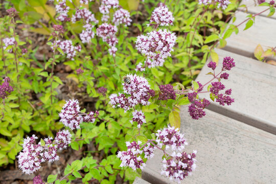 Fluffy purple-white inflorescences of Origanum vulgare on the background of a wooden path in the park. Photo for a garden center or plant nursery catalog. Sale of green spaces. Close-up